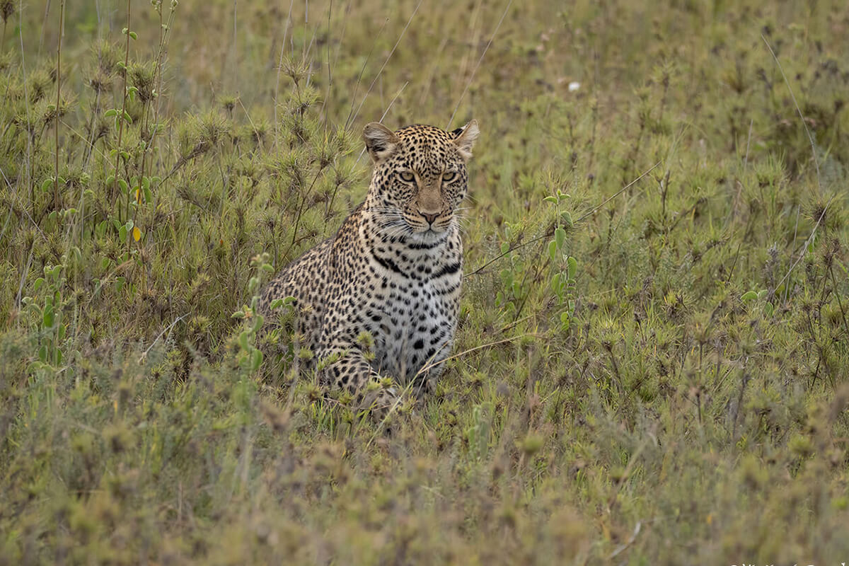 scegliere uno dei migliori tour operator in Tanzania aumenta le possibilità di vedere leopardi e altre specie difficili
