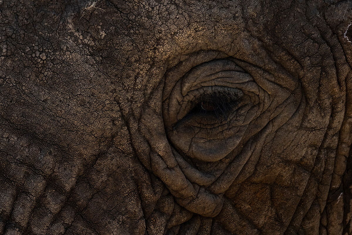 primo piano di un elefante selvaggio in Tanzania