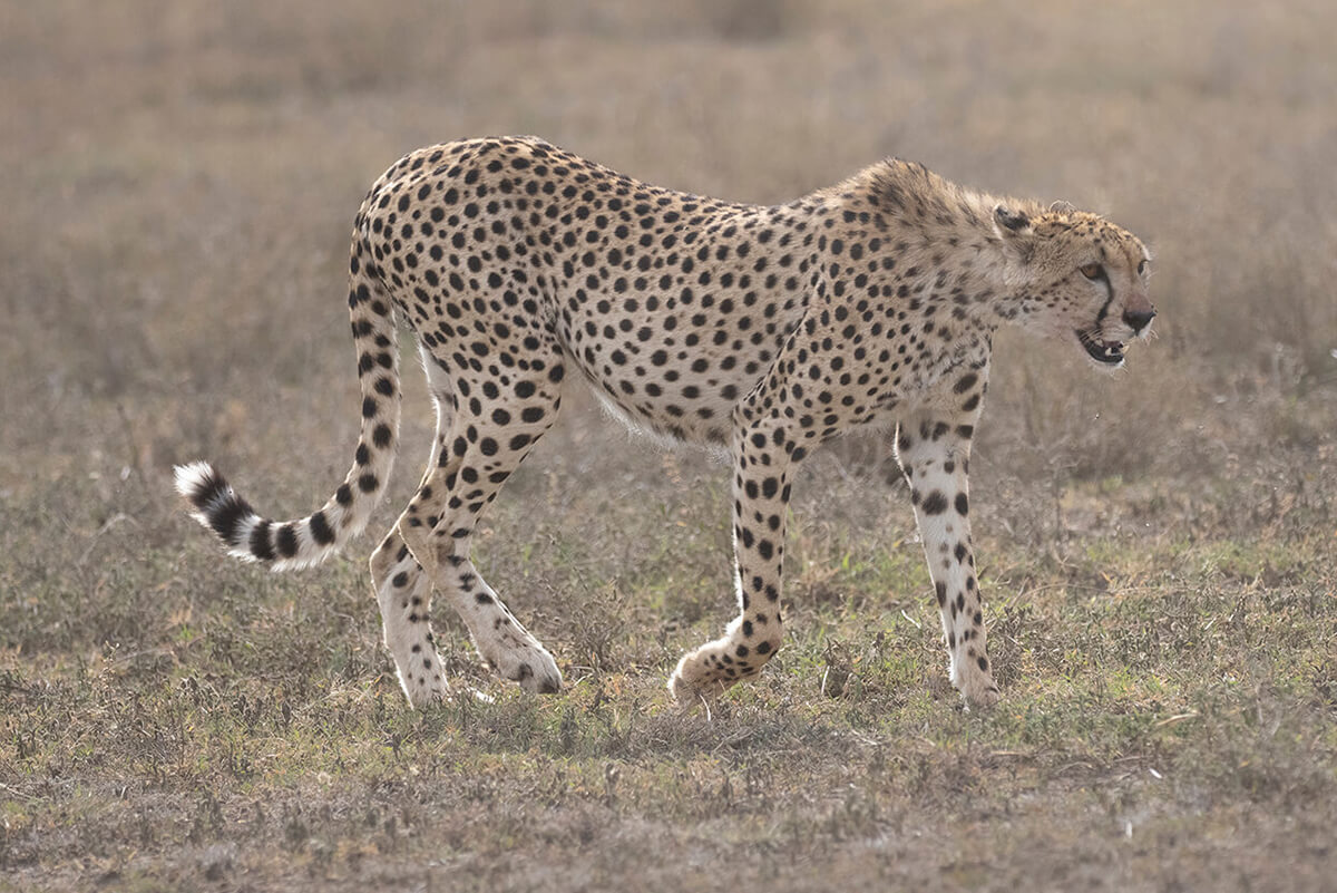 andare con una delle migliori agenzie per viaggiare in Tanzania e avere una buona guida è garanzia di vedere felini nella savana dell'ecosistema del Serengeti