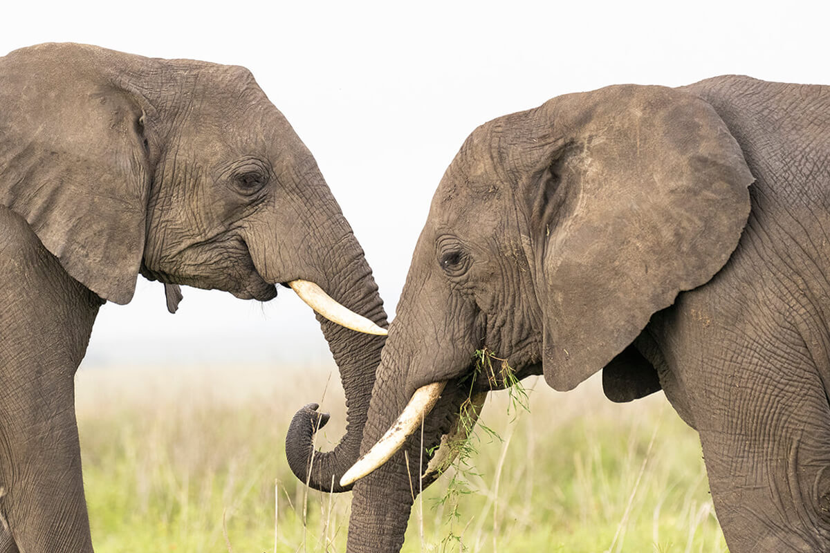 due elefanti nelle pianure del Serengeti durante un viaggio in Tanzania con una delle migliori agenzie