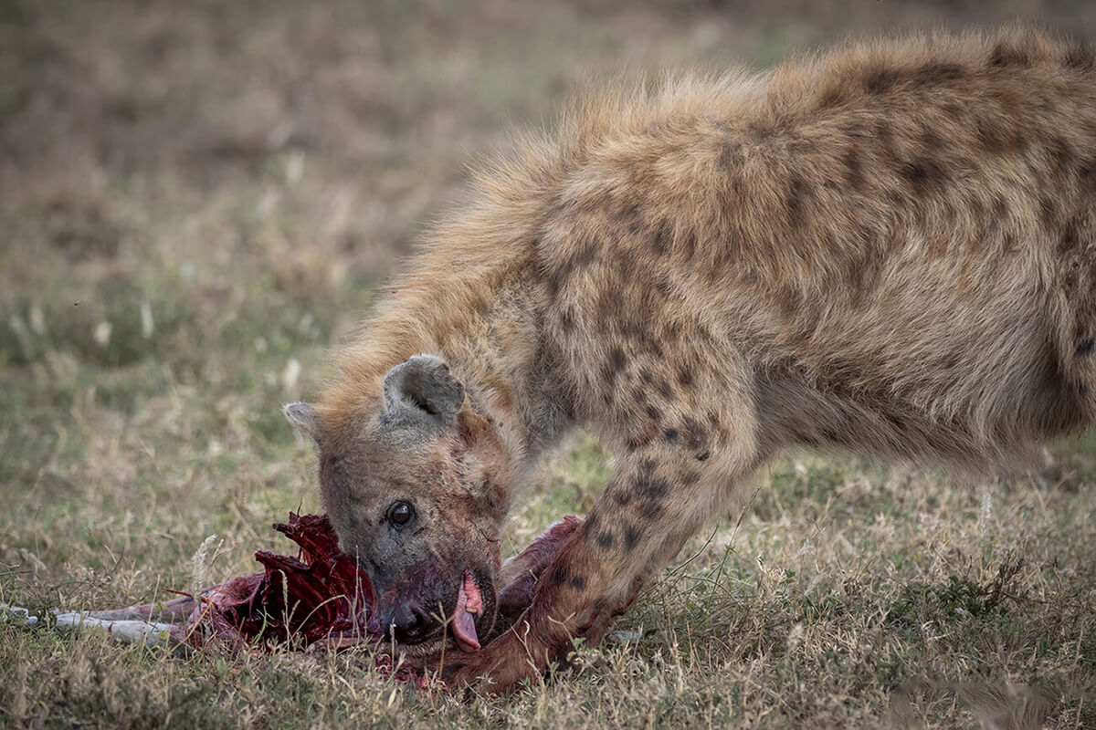 una iena durante un safari con Serengeti Clarity in Tanzania