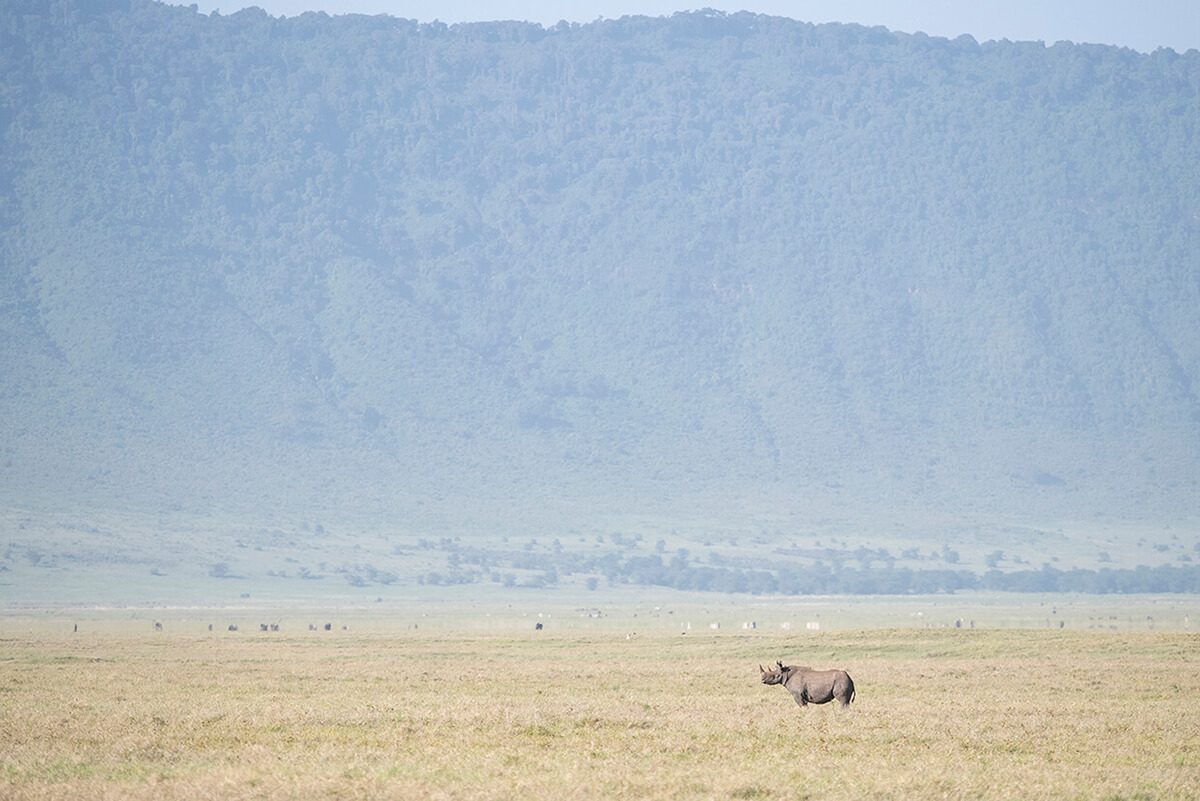 rinoceronte nero nel cratere di Ngorongoro