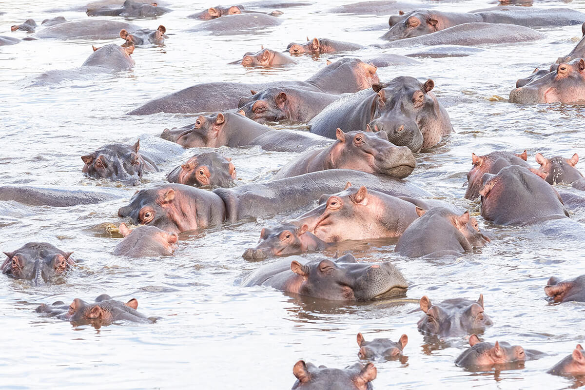 ippopotami nell'acqua nel Serengeti