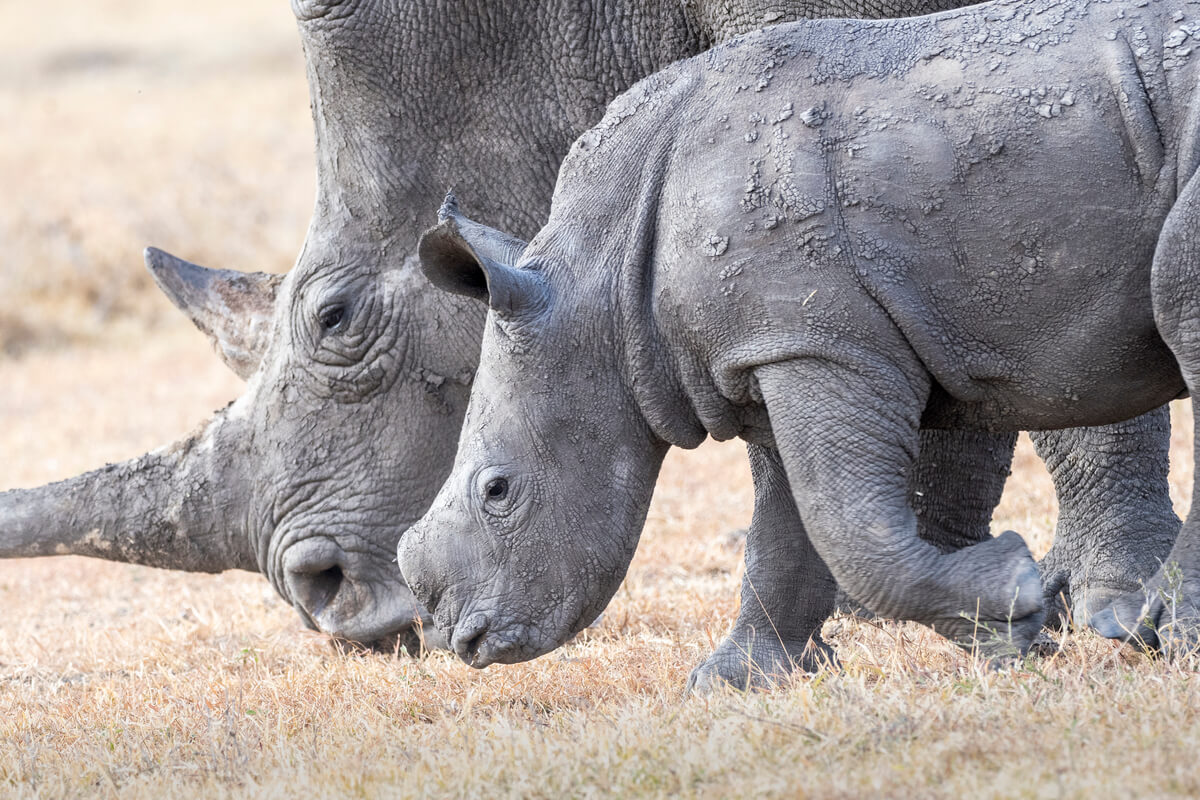 primo piano di un rinoceronte e il suo piccolo a Ol Pejeta