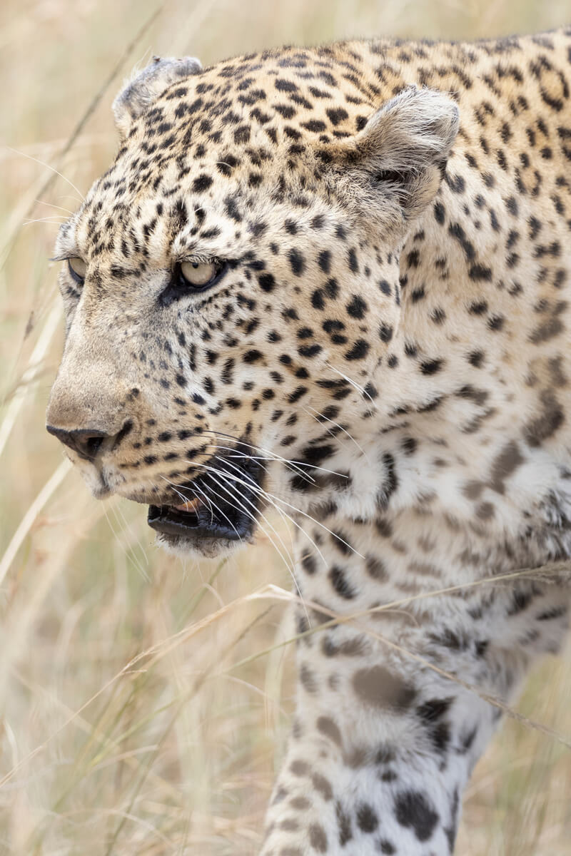 in un itinerario in Kenya in 10 giorni di solito si ha anche qualche opportunità di vedere un leopardo, che è la specie dei tre grandi felini più difficile da vedere solitamente