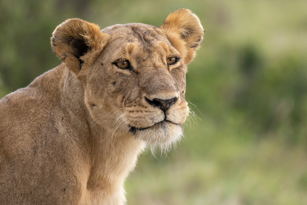 leonessa nel Masai Mara con lo sfondo verde della stagione delle piogge