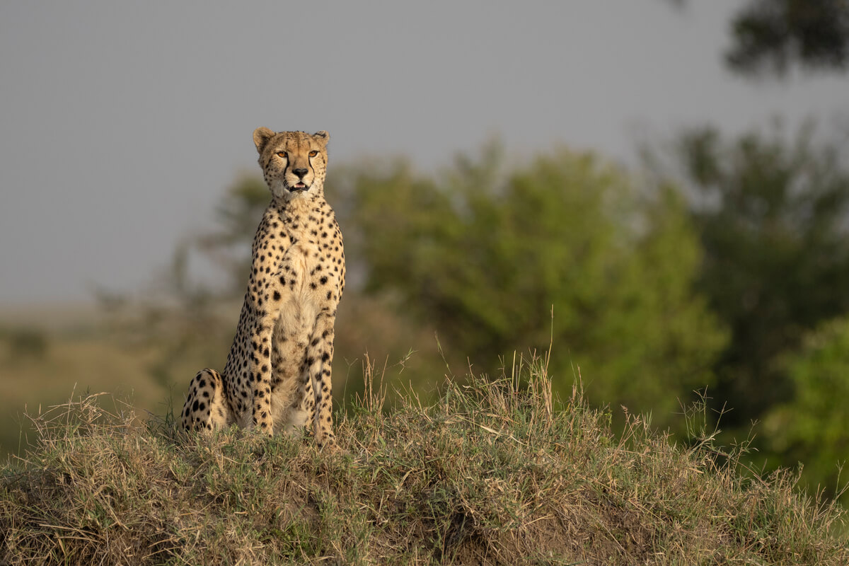 Durante un tour in Kenya in 10 giorni si possono vedere ghepardi con un po' di fortuna