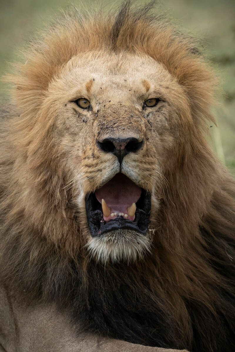 primo piano di un leone nel Masai Mara