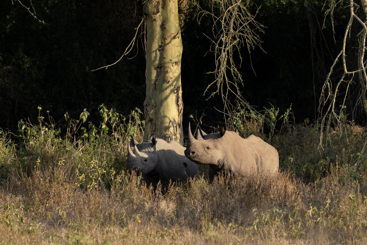 due rinoceronti neri nella foresta di acacie del Lago Nakuru
