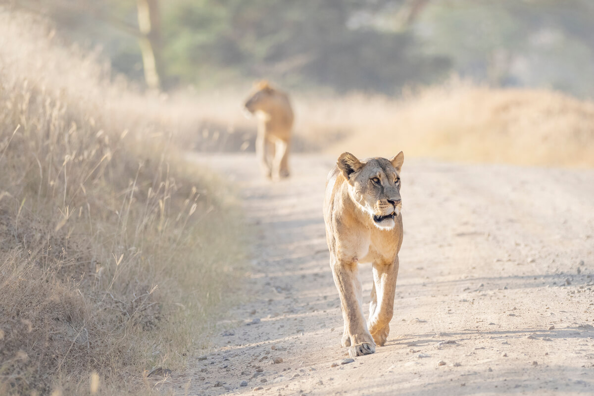 due leonesse che camminano su uno dei sentieri di terra del Parco Nazionale del Lago Nakuru