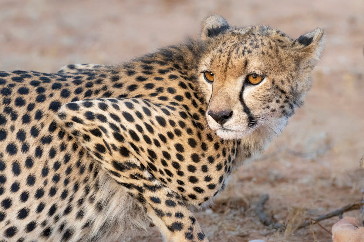 ghepardo nella riserva di Samburu
