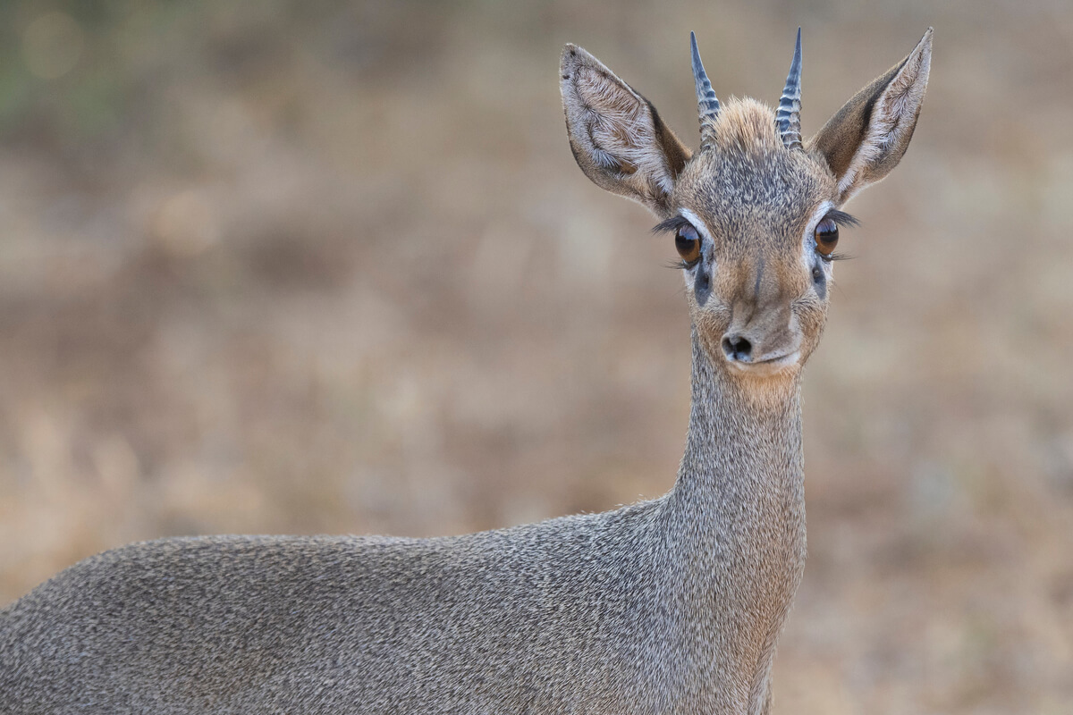 primo piano di un dik-dik un piccolo antilope che si può vedere nel nord del paese durante il tour in Kenya in 10 giorni