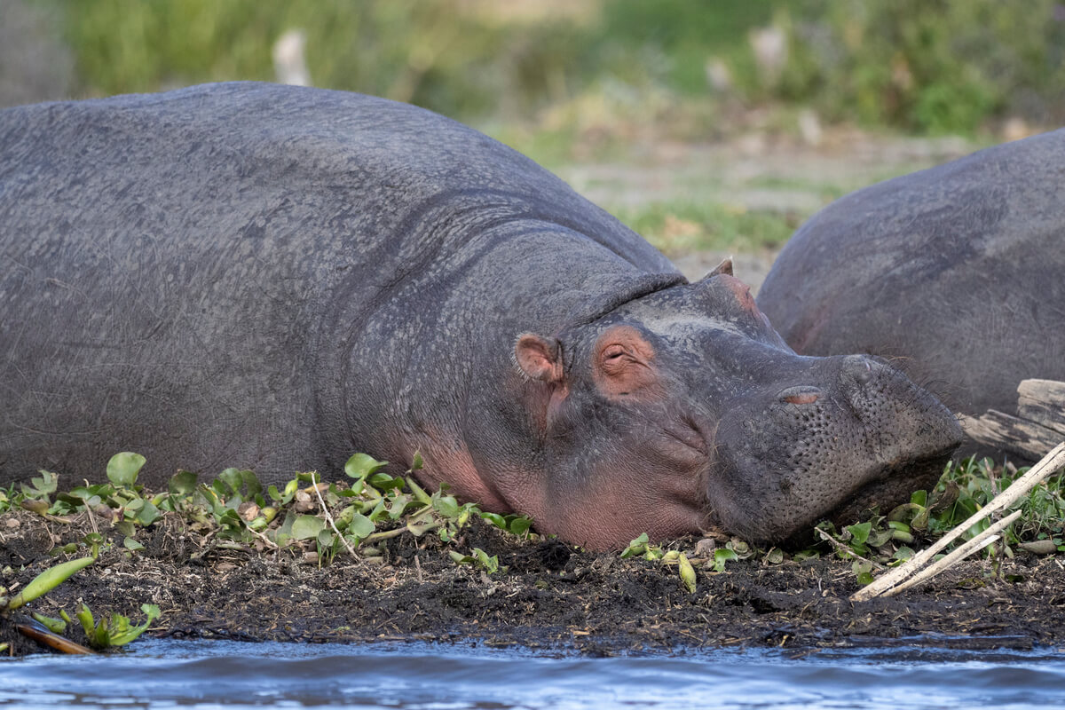 ippopotamo nel Lago Naivasha