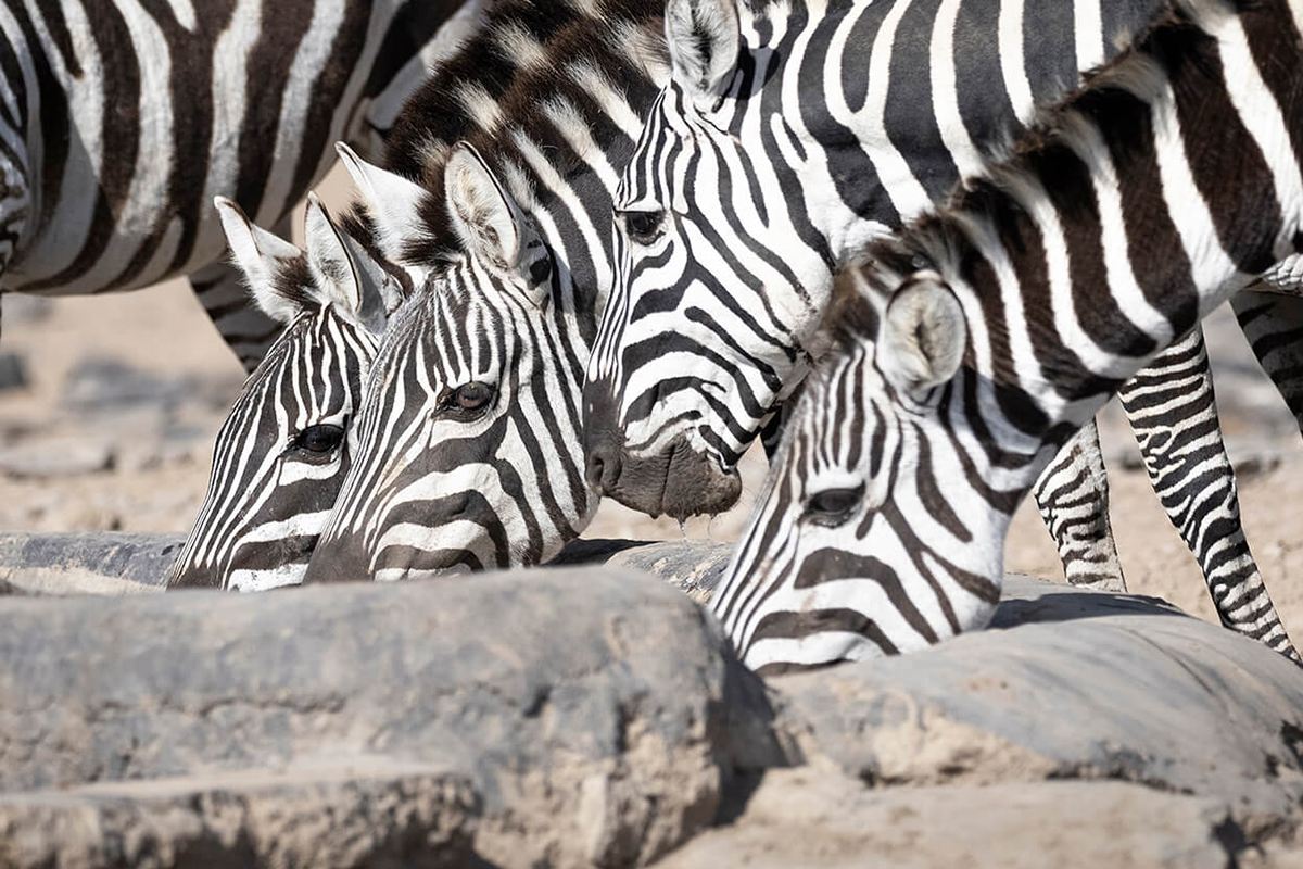 un groupe de zèbres buvant dans un étang à Ol Pejeta