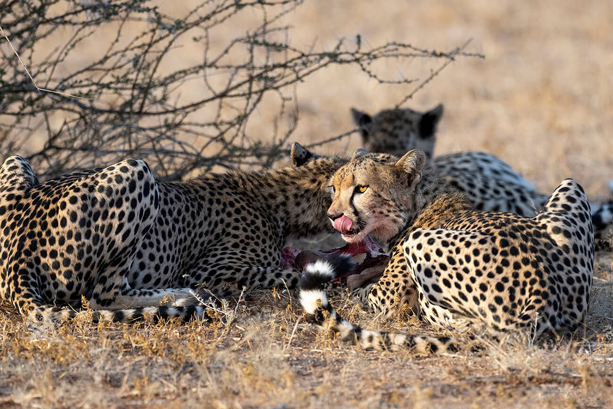 trois guépards mangeant une gazelle à Samburu