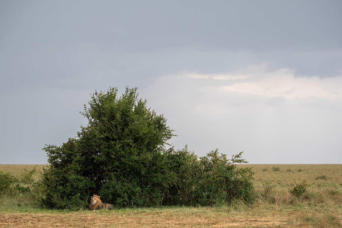 un lion se repose dans un buisson au Masai Mara