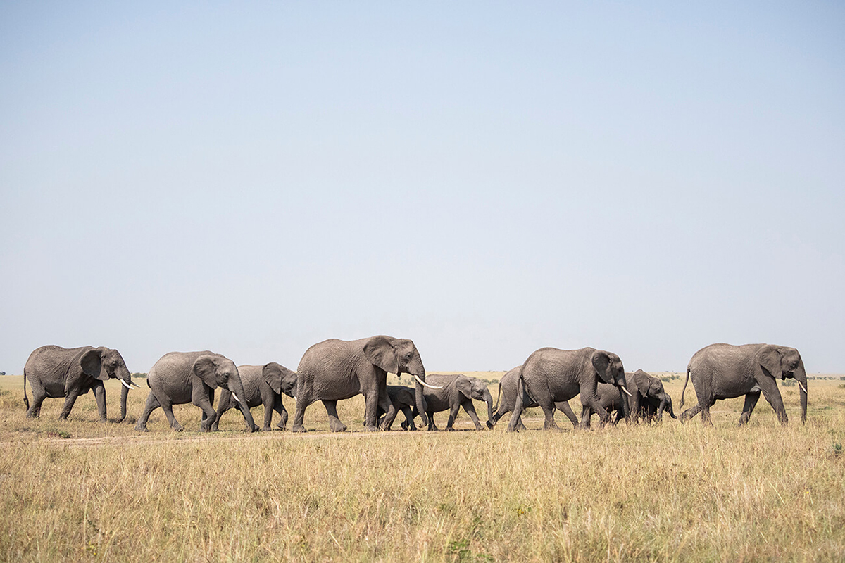 se nell'itinerario in Kenya in 10 giorni si include Amboseli si possono vedere molti elefanti in un paesaggio da sogno