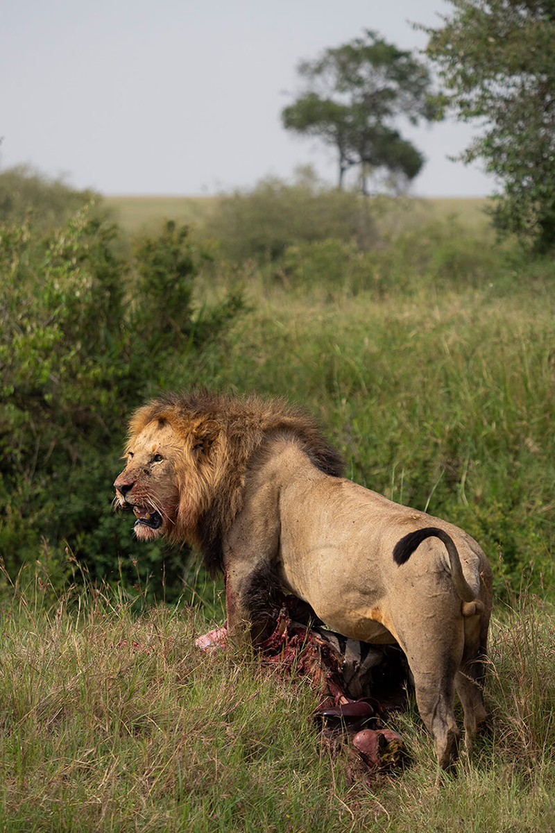 Connaître le Masai Mara est l'une des récompenses au prix d'un safari au Kenya