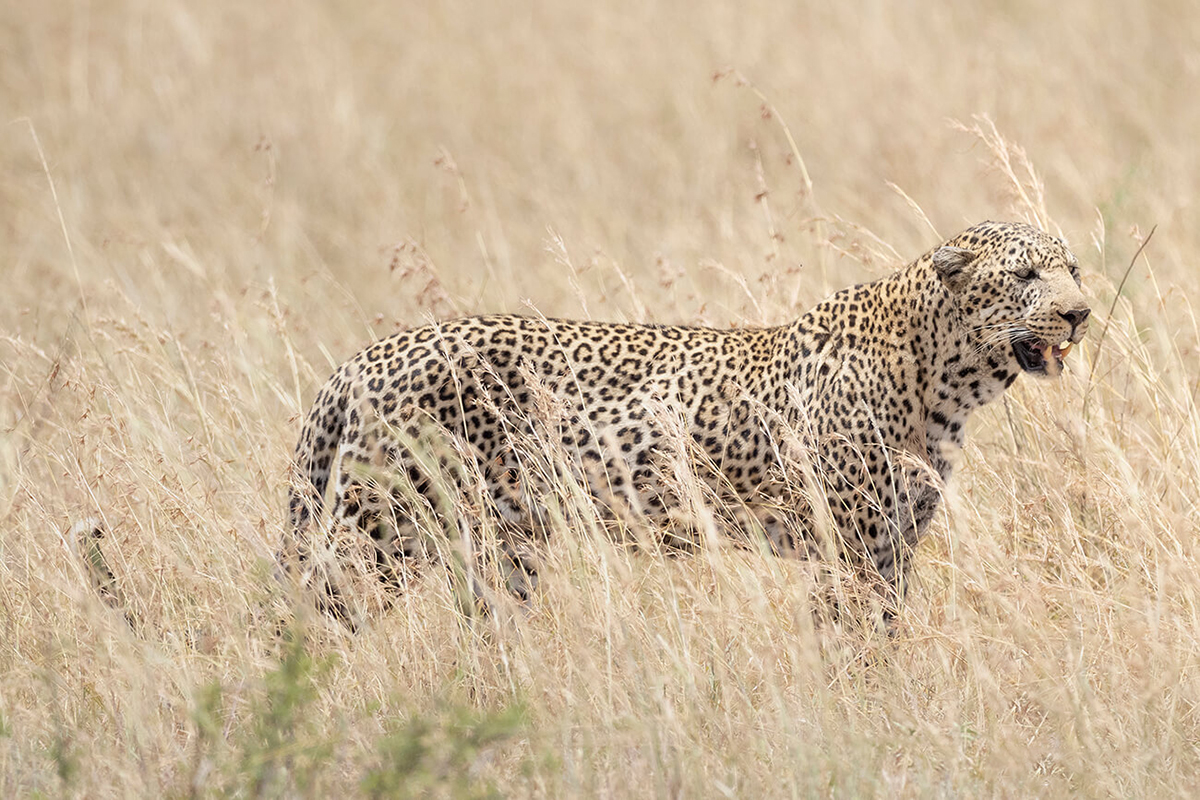 La basse saison permet de rendre le prix d'un safari au Kenya plus bas mais on peut aussi voir les grands félins comme ce léopard photographié en février