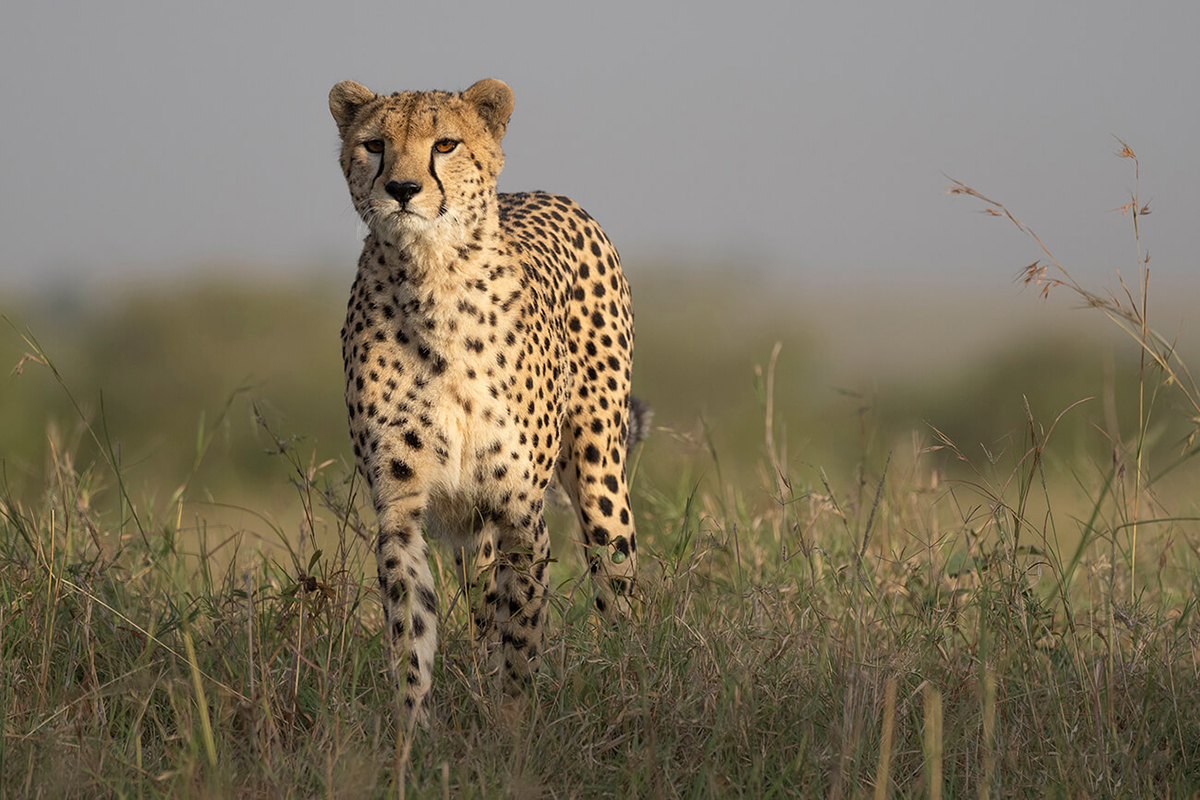 Safari au Kenya prix : vivre des expériences inoubliables comme voir ce guépard à l'aube