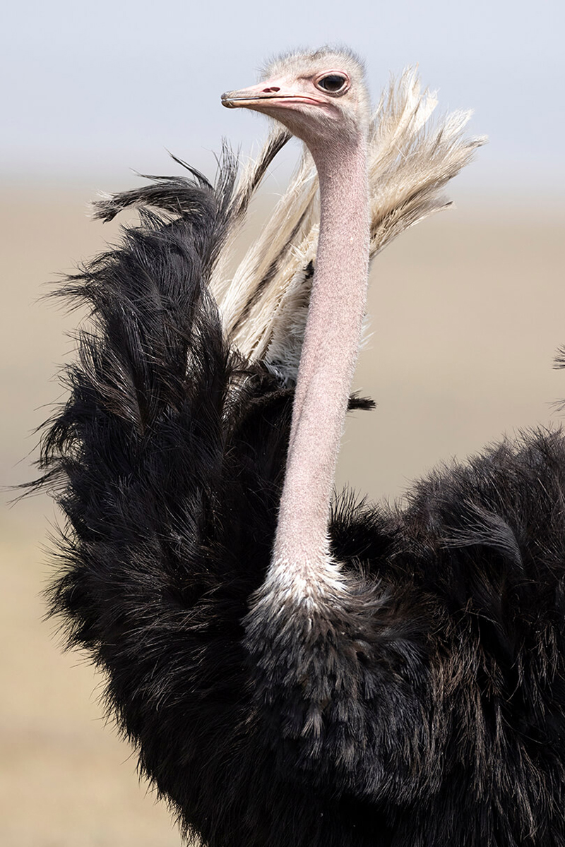 pour réduire le coût d'un safari au Kenya, réserver le voyage avec une agence locale est la meilleure option