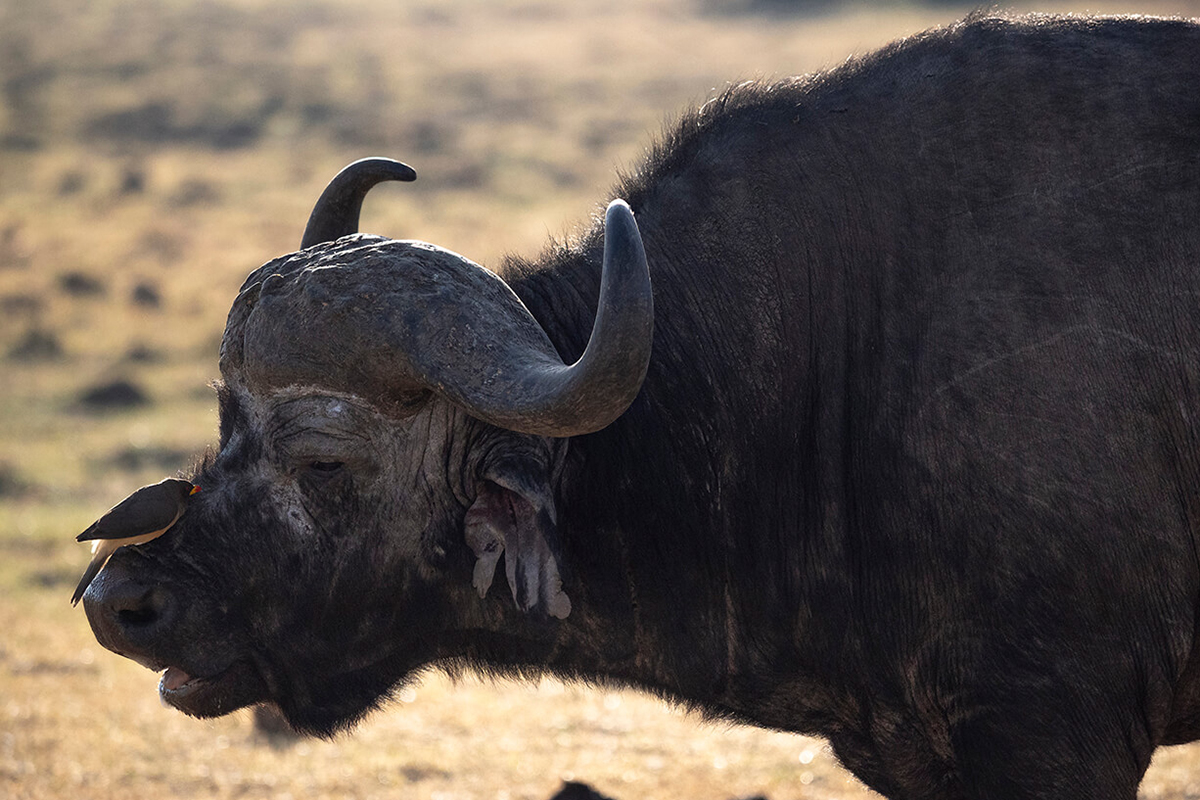 un buffle dans la savane du Masai Mara