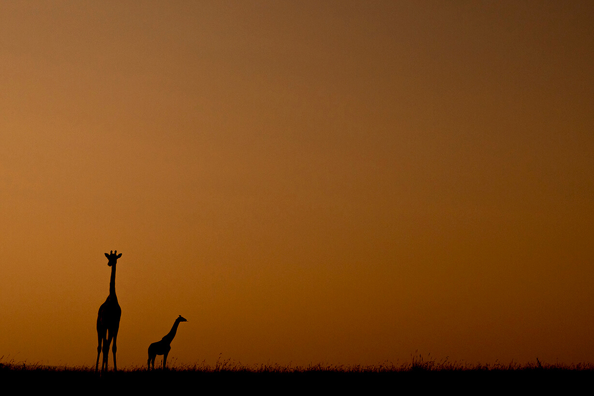silhouette de deux girafes dans les plaines du Masai Mara