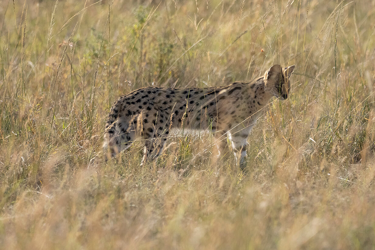 Le prix d'un safari privé au Kenya est plus élevé mais avec patience, on peut voir des scènes uniques comme ce serval