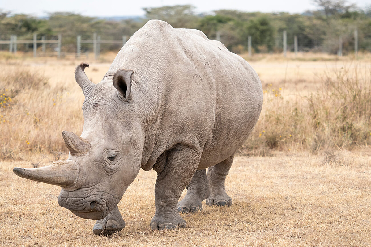 uno degli ultimi due esemplari di rinoceronte bianco settentrionale