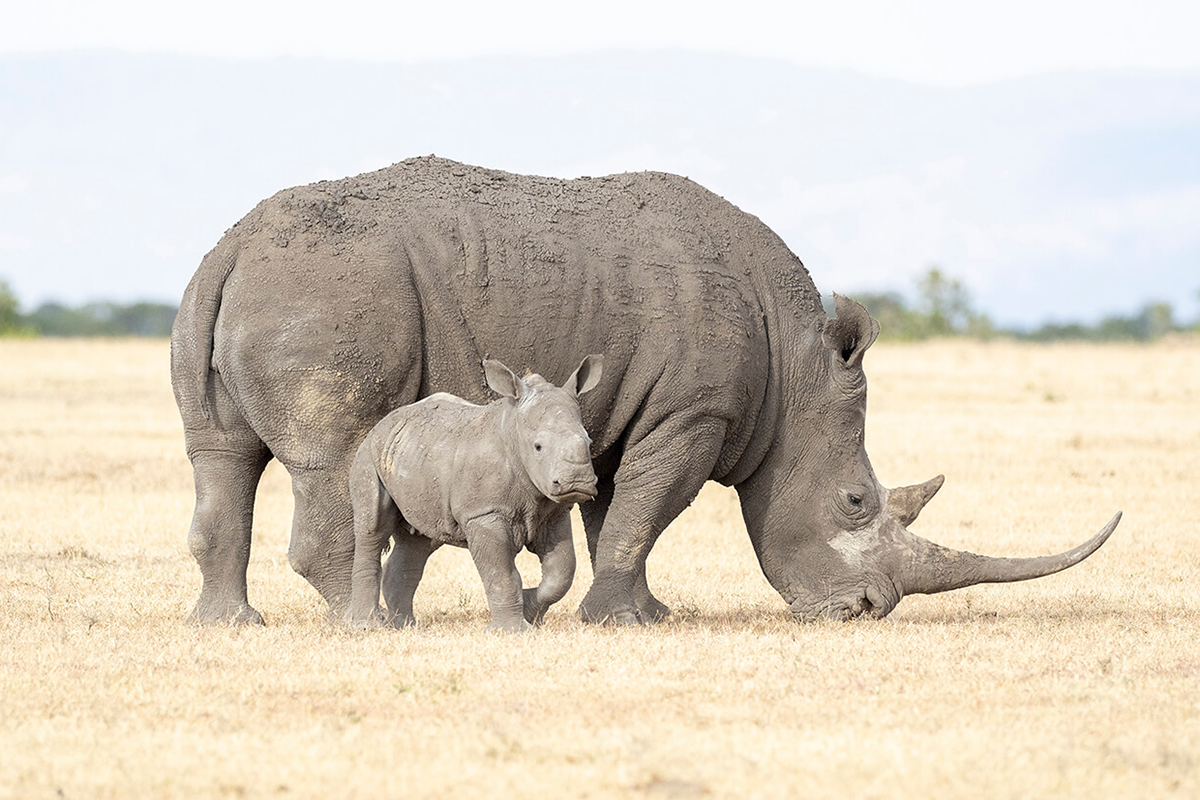 deux rhinocéros blancs dans la réserve d'Ol Pejeta