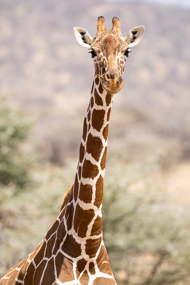 détails d'une girafe dans la réserve de Samburu