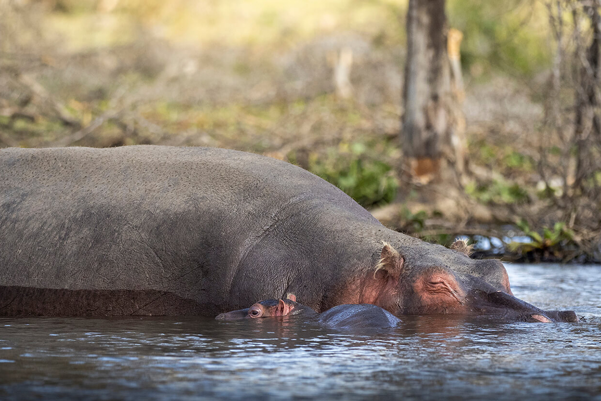 l'une des activités que l'on peut voir au lac Naivasha est une balade en bateau pour voir des hippopotames comme ceux de la photo
