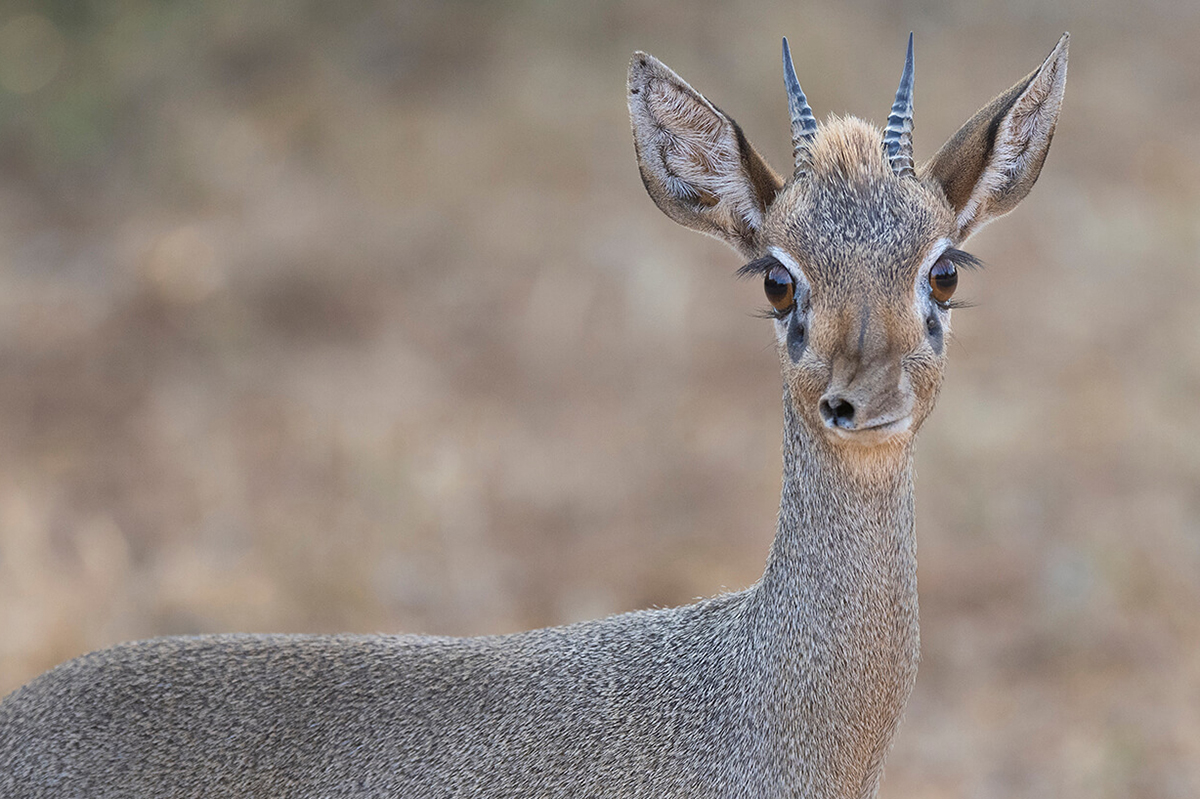 gros plan d'un dik-dik dans la réserve nationale de Samburu