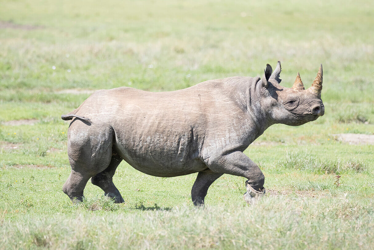 rinoceronte nero nel cratere del ngorongoro in tanzania