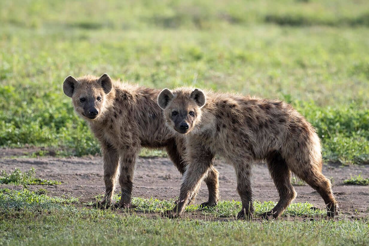 una coppia di iene in libertà fotografate durante un safari in tanzania in italiano