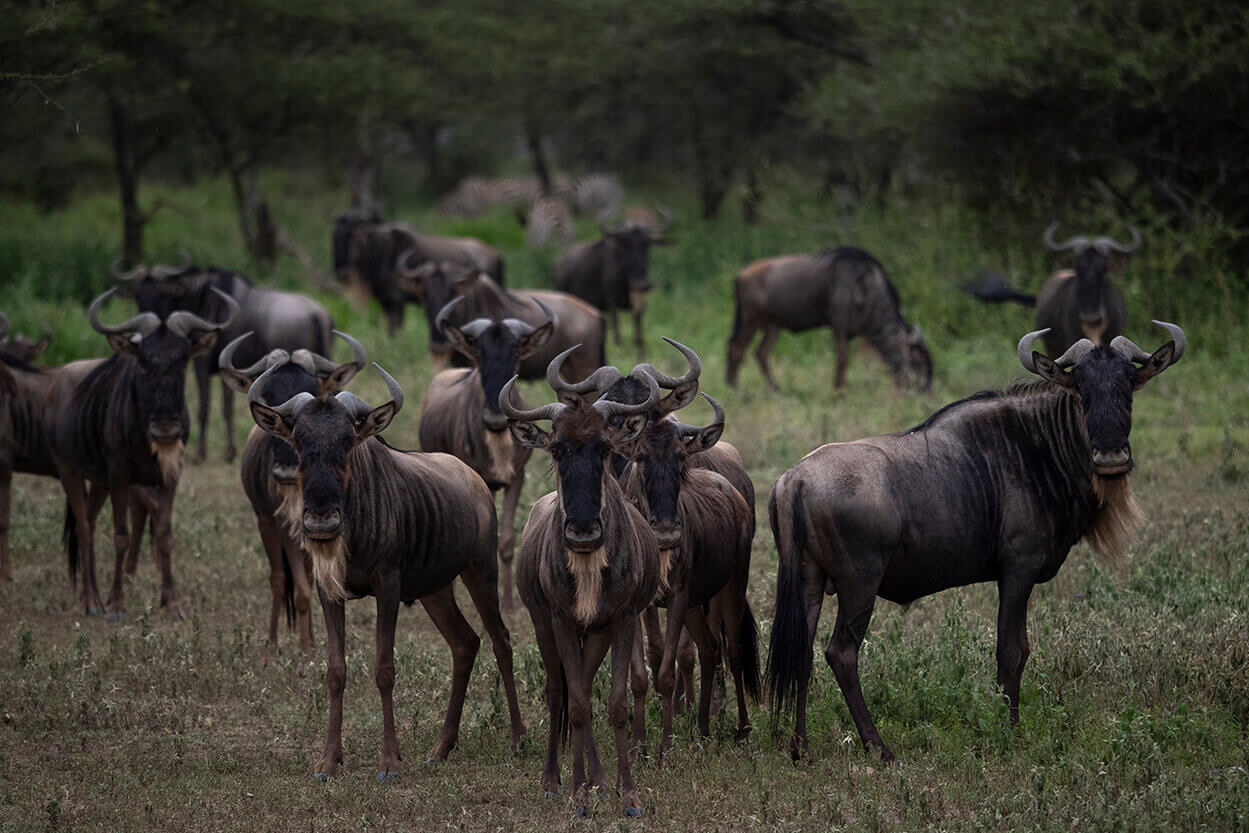 fotografare la grande migrazione nel serengeti rende i safari in tanzania molto speciali
