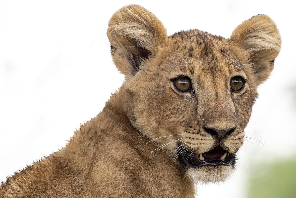 un cucciolo di leone fotografato durante un safari in tanzania in italiano