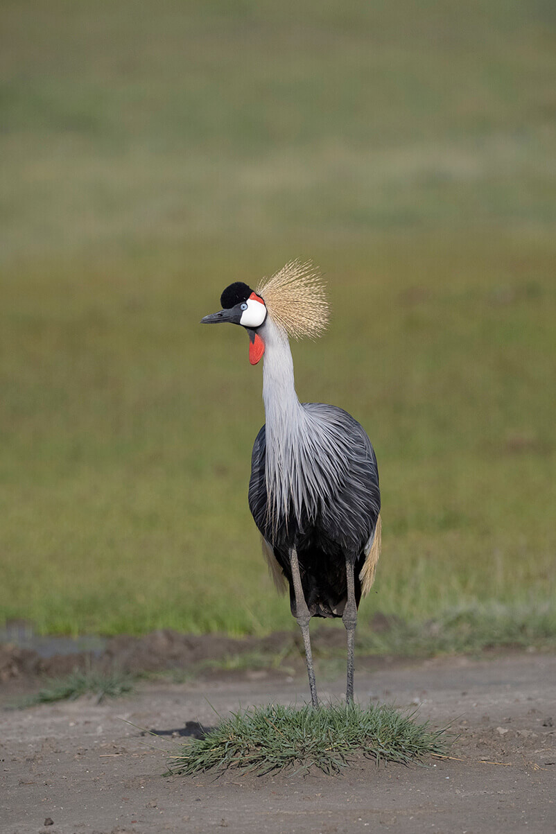 una gru tipica della savana durante un safari in Tanzania in italiano