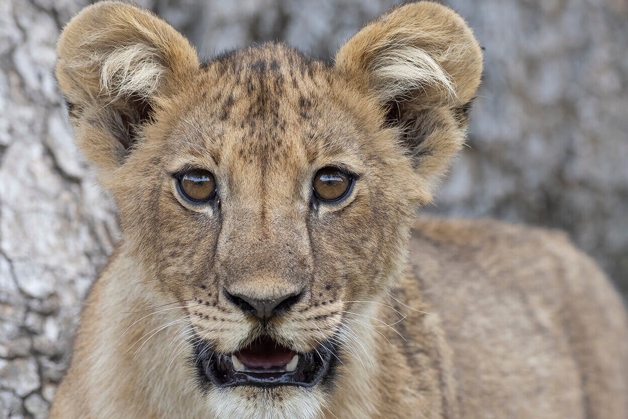 primo piano di un leone di tre mesi su un albero del parco nazionale tarangire