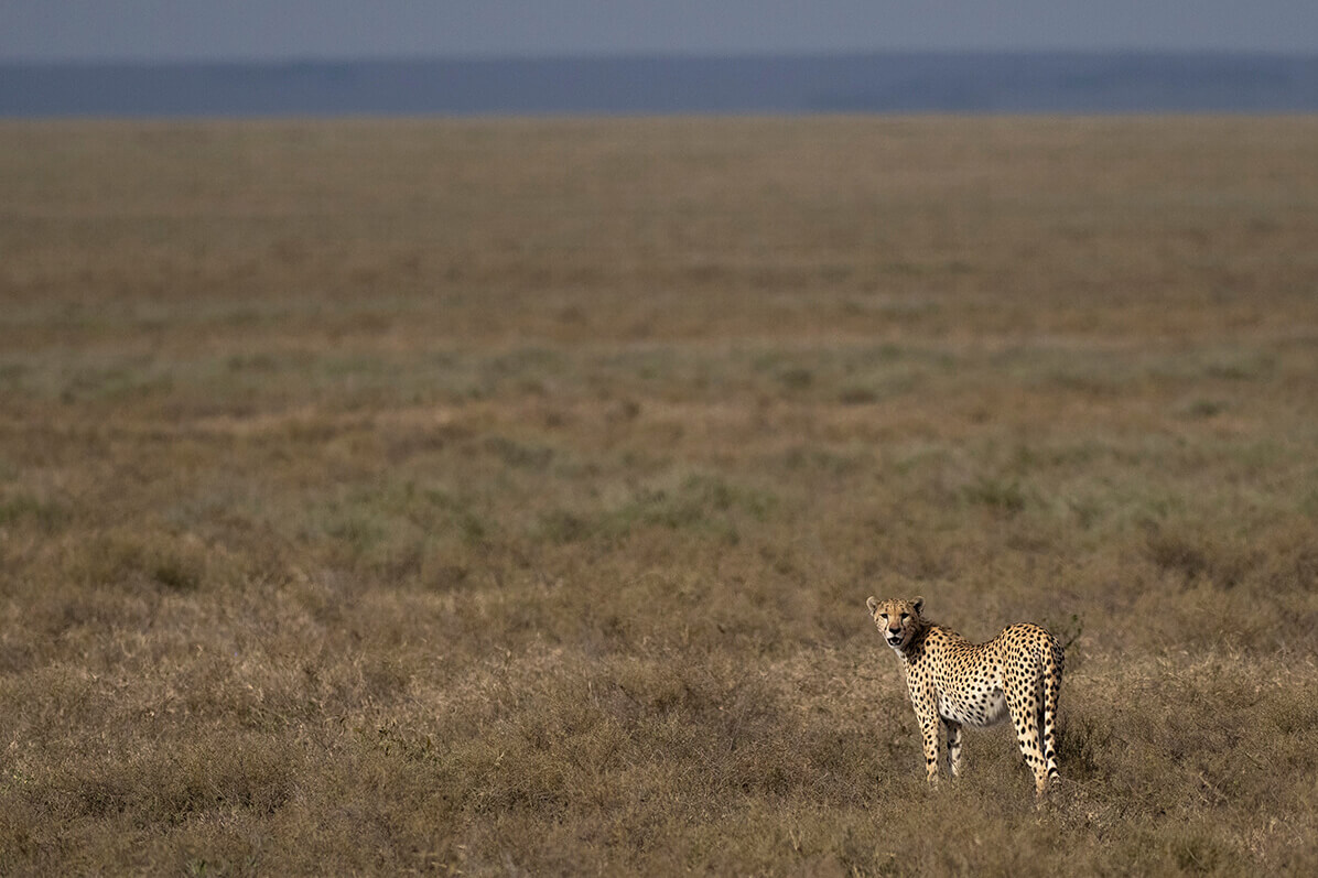 ghepardo e la pianura tipica della savana