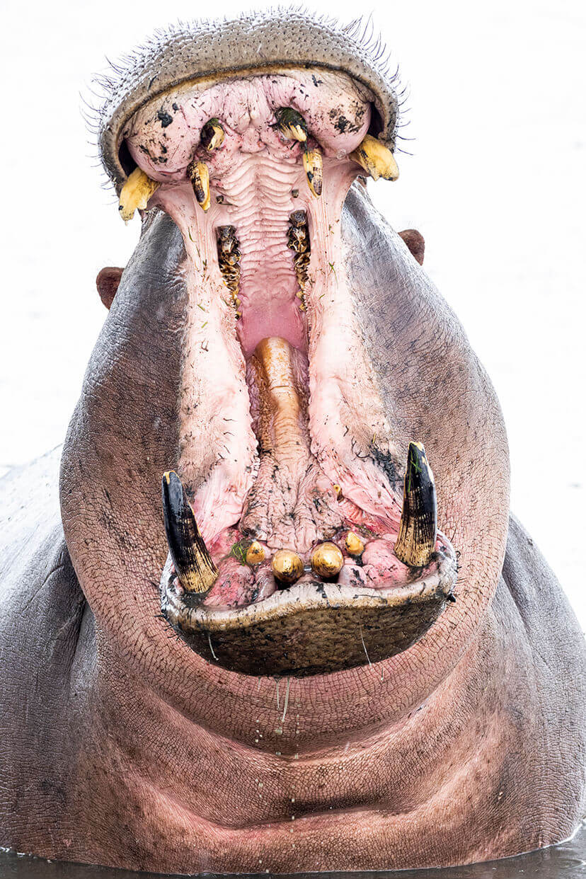 safari Tanzania in italiano: ippopotamo selvaggio che mostra i suoi grandi e potenti denti