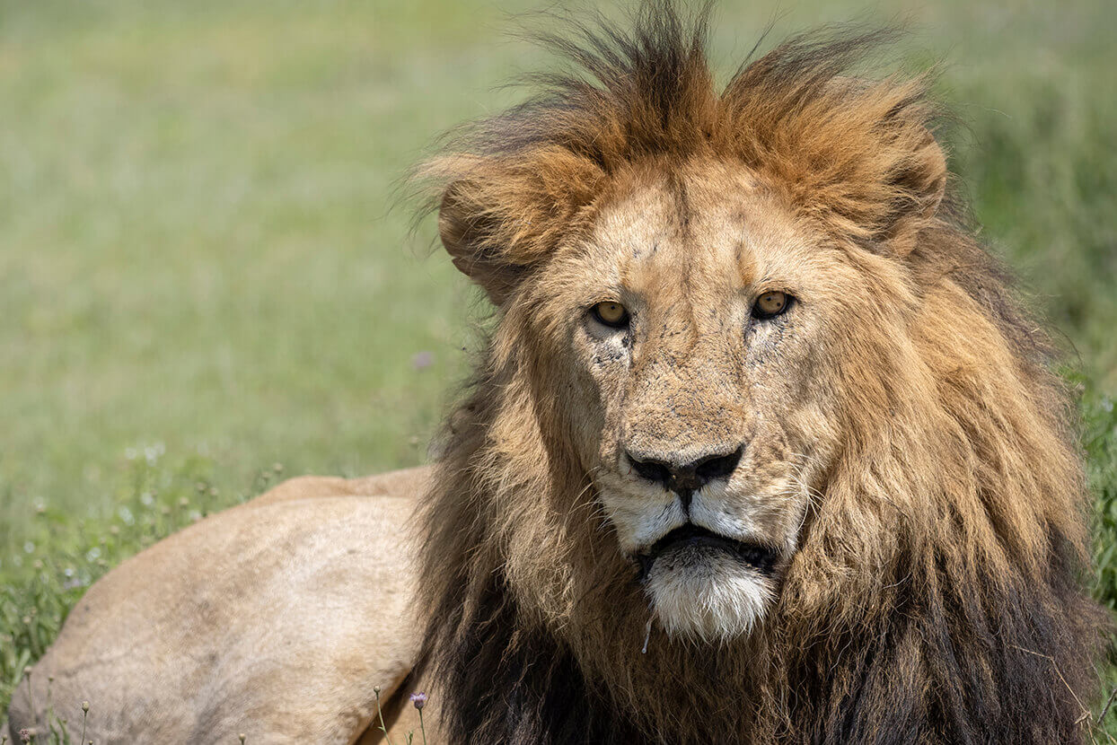 leone maschio che riposa nell'interno del cratere del ngorongoro in tanzania