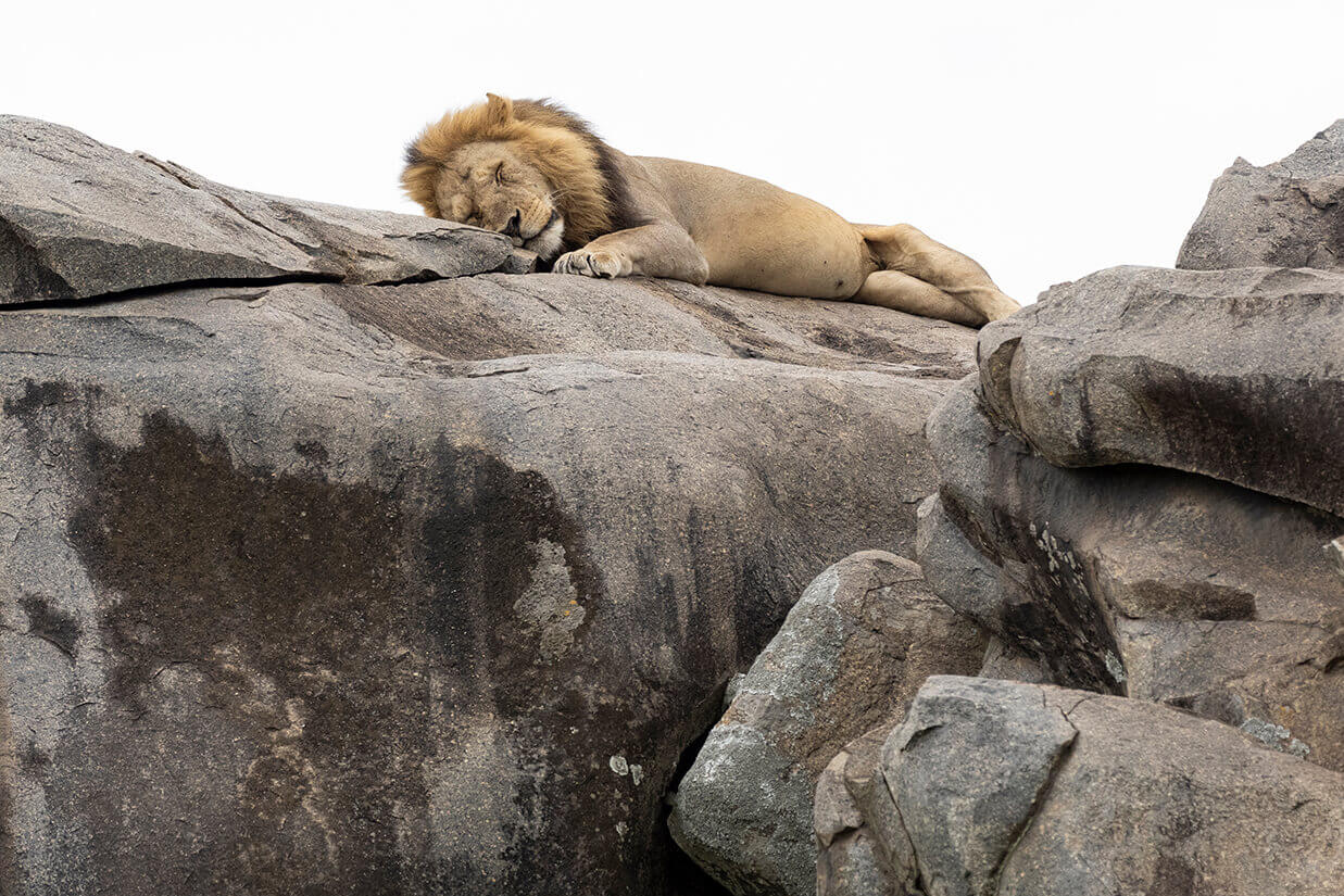 leone che dorme su delle rocce tra il serengeti