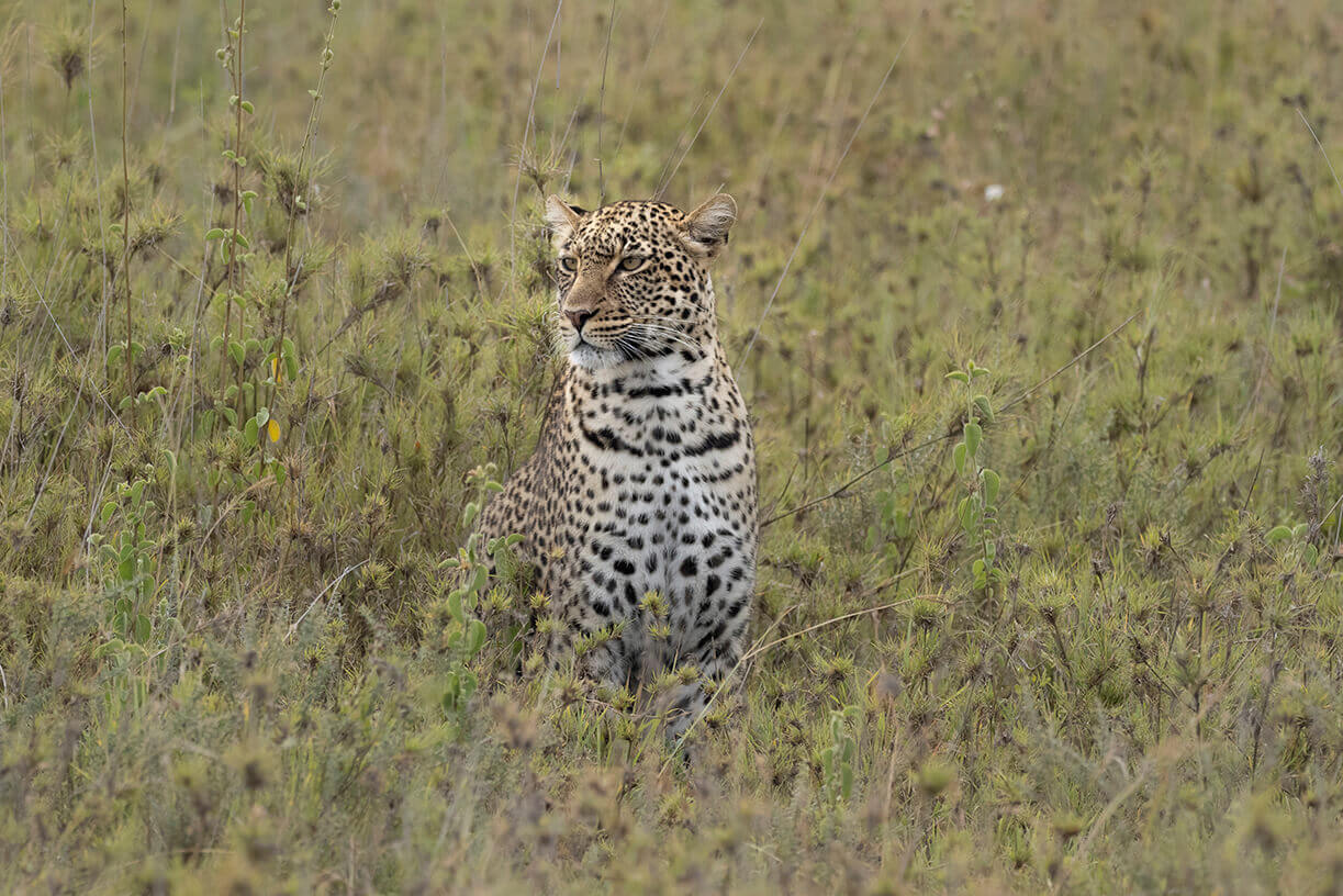 leopardo tra l'erba durante un safari in 4x4 in tanzania e con una guida che parlava italiano