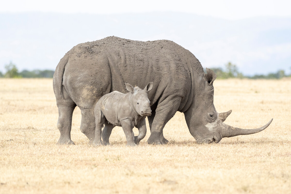 se si desidera vedere i rinoceronti durante un viaggio in Kenya in italiano, è vivamente consigliato visitare la riserva di Ol Pejeta