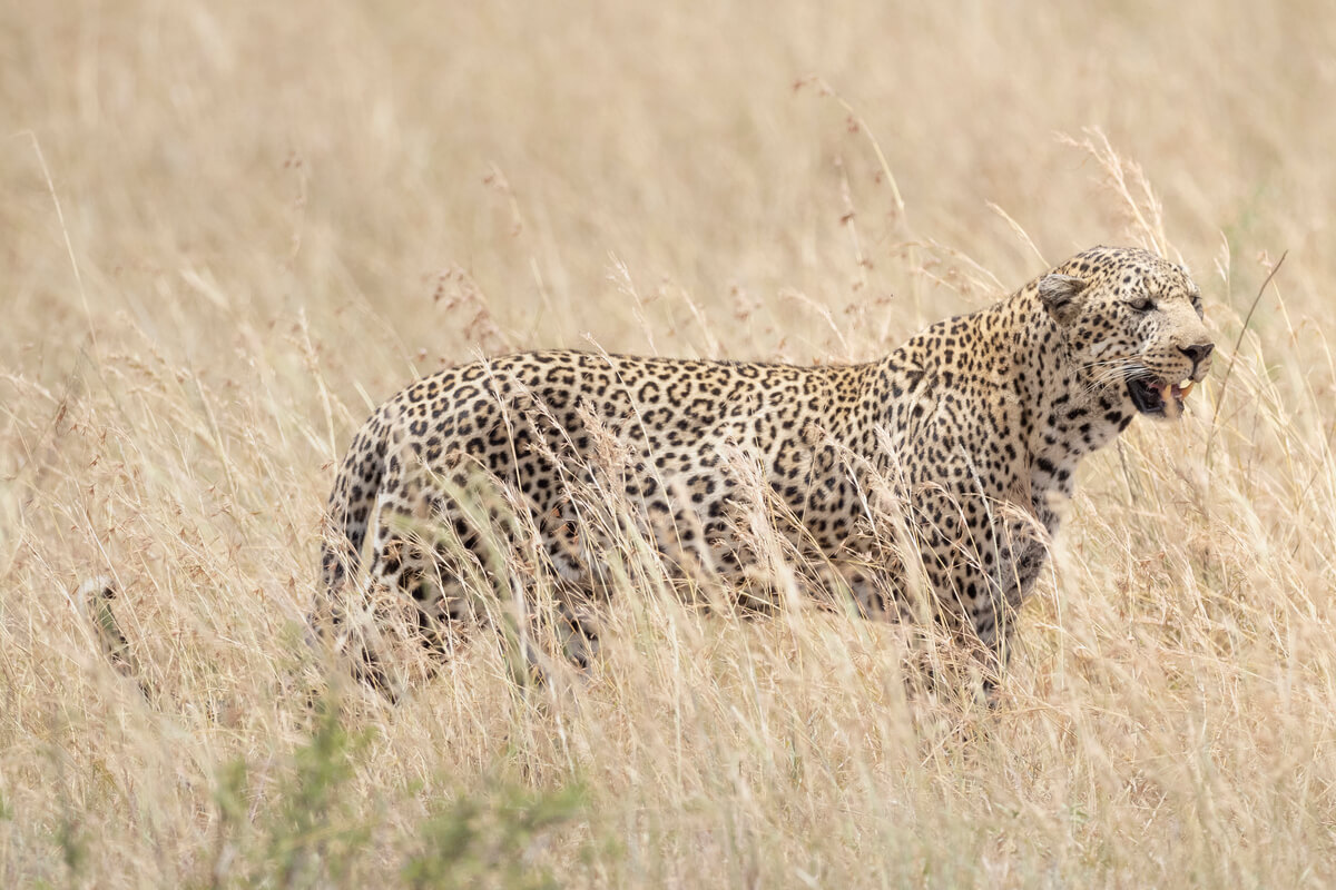 un leopardo nel masai mara circondato da erba secca