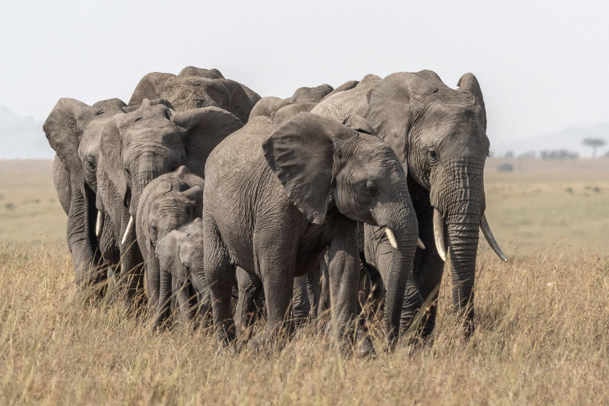 una famiglia di elefanti che cammina unita proteggendo uno dei cuccioli più giovani
