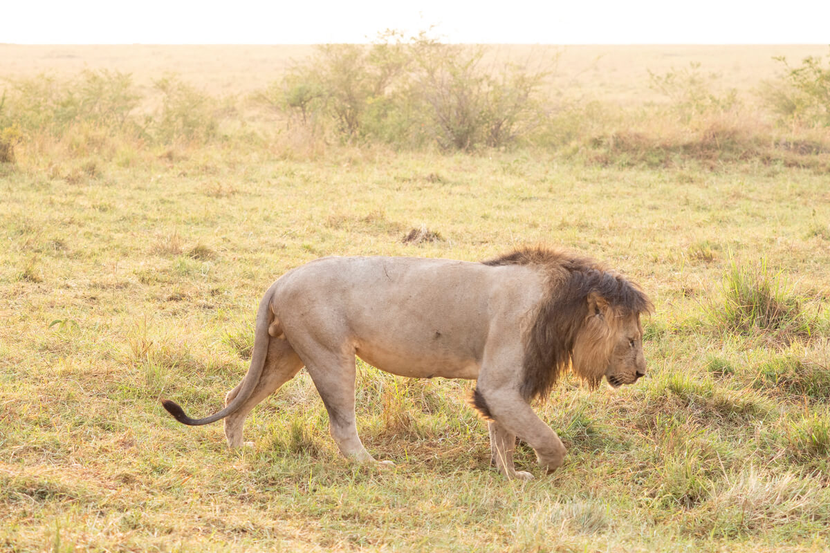 un enorme leone maschio all'alba che cammina vicino al veicolo con cui ho fatto il safari in Kenya in italiano