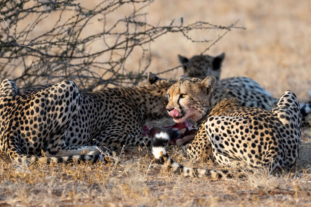 tre ghepardi nella riserva di Samburu che si nutrono di una gazzella