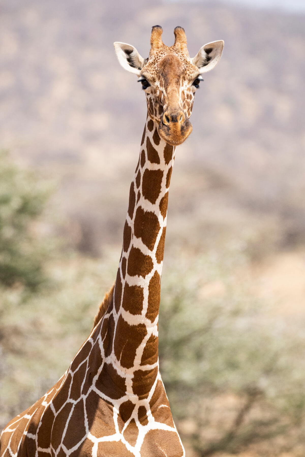 un primo piano di una giraffa nella riserva di Samburu in Kenya